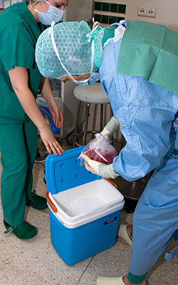 Organspende